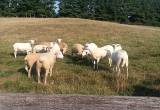 katahdin ewe lambs for sale