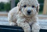 toy poodle male