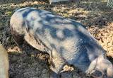 Berkshire boar proven breeder