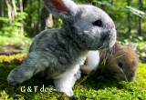 Mini Plush Lop bunnies - pedigreed