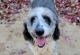 Silver & White Female Aussiedoodle