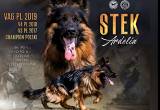 European import exceptional, German Shep