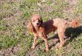 poodle toy AKC CKC DNA red male 3 yr