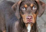 NALC Catahoula Female - Free