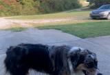 Merle Australian Shephard