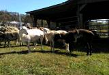 Self-Shedding Meat Sheep Herd Reduction
