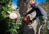 Tree Service & Logging Service