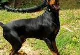 AKC Doberman