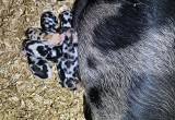 Kune Kune IPP cross piglets - SOLD