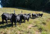 Registered Black Angus Bulls