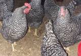 Barred Rock pullets