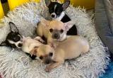 Chihuahua puppies available