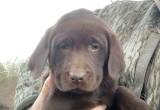 Akc Registered Labrador Puppies