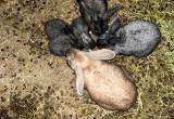 Flemish Giant silver fox bunnies