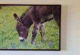 Framed Canvas-Donkey Foal