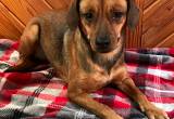 Adoptive Pocket Beagles and More