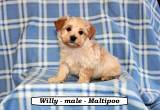 Sweet Maltipoo puppies