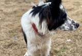 Male Border Collie Needs Rehoming ASAP