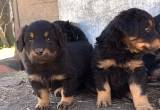 CKC Reg. English Shepherd Puppies