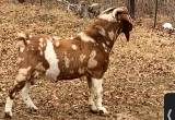 Boer Buck