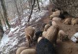 Mangalitsa Piglets