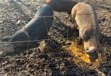 hereford and berkshire sows