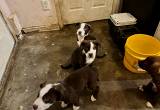 puppies looking for forever home