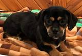 Pudgy Small & Short Puggles for Adoption