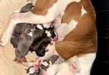 Pitbull puppies for sale