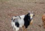 Billy Goat