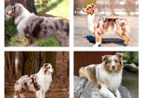 WANTED female Australian shepherd