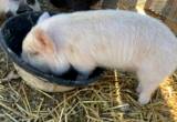 Purebred Kunekune piglets