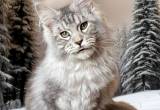 European Maine Coons coming soon