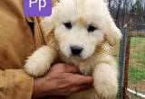 AKC Great Pyrenees