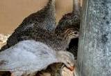 guinea keets 2 weeks and 5 week old