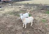 2 female goats for sale