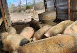 Meat hogs for sale