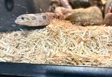 Lavender Hognose Male