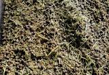 Rabbit Manure/ Pellets