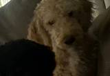 female goldendoodle