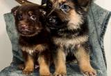 German shepherd pups