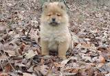 Chow Chow Puppy Full A. K.C.