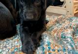 AKC Black Lab Puppies