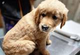 AKC Registered Golden Retriever puppies