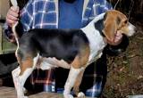 AKC Registered male beagle