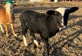 Katahdin sheep