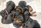 AKC Registered Airedale Terriers 1 Left