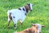 Nigerian Dwarf goats