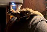 sugar glider