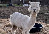 white male alpaca